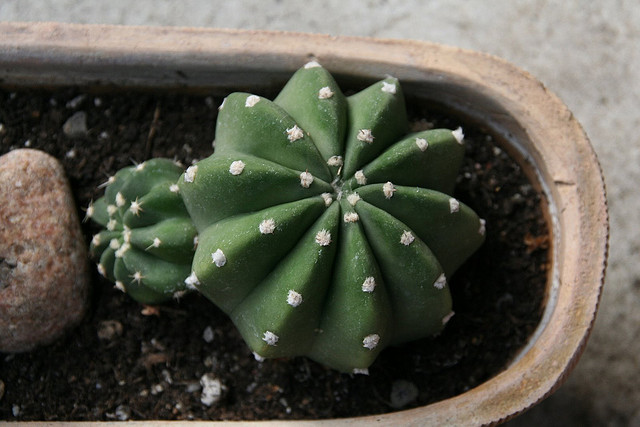 Echinopsis Subdenudata